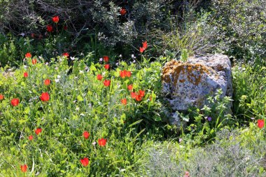 Kuzey İsrail eski şehir parkında taş yalan 