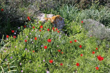 Kuzey İsrail eski şehir parkında taş yalan 