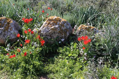Kuzey İsrail eski şehir parkında taş yalan 