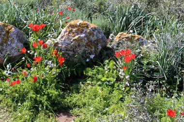 Kuzey İsrail eski şehir parkında taş yalan 