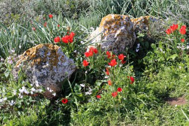 Kuzey İsrail eski şehir parkında taş yalan 