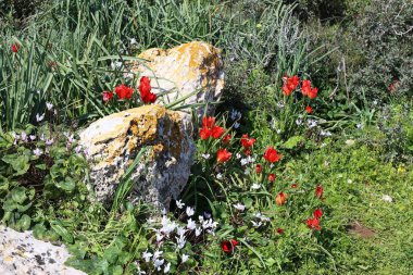 Kuzey İsrail eski şehir parkında taş yalan 