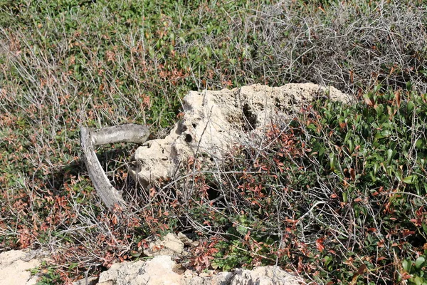 Kuzey İsrail eski şehir parkında taş yalan 