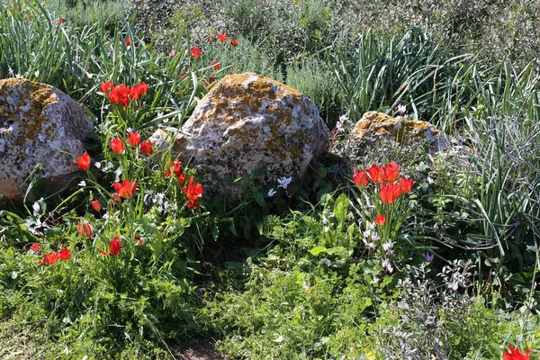 Kuzey İsrail eski şehir parkında taş yalan 