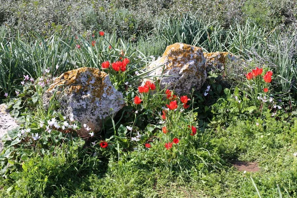 Pedras Encontram Parque Cidade Velha Norte Israel — Fotografia de Stock