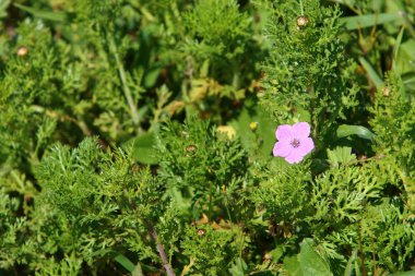 İsrail devleti kuzeyde doğa ve çiçek resimleri kapat 