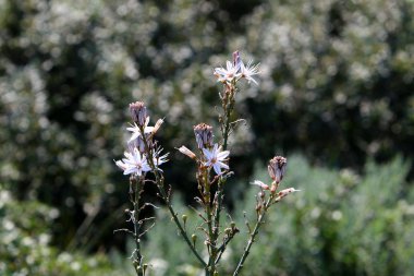 İsrail devleti kuzeyde doğa ve çiçek resimleri kapat 