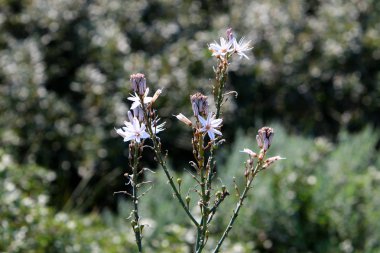 İsrail devleti kuzeyde doğa ve çiçek resimleri kapat 
