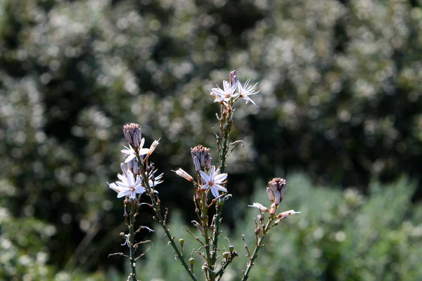 Fotografías Naturaleza Las Flores Cerca Norte Del Estado Israel —  Fotos de Stock