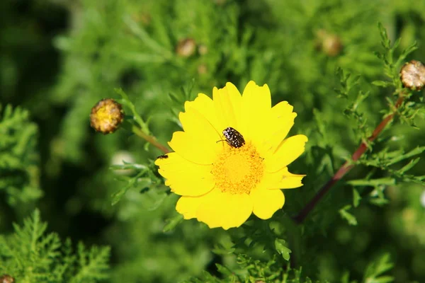 Bilder Natur Och Blommor Nära Håll Norra Delen Staten Israel — Stockfoto