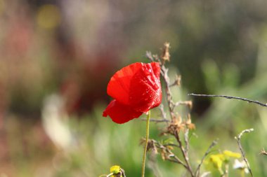 Şubat ayında çiçek İsrail 