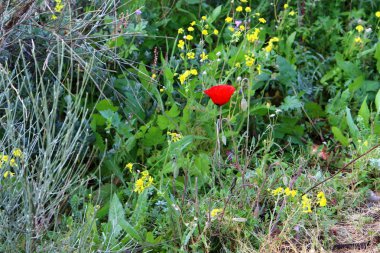 Şubat ayında çiçek İsrail 