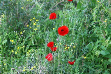 Şubat ayında çiçek İsrail 