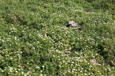 Şubat ayında çiçek İsrail 