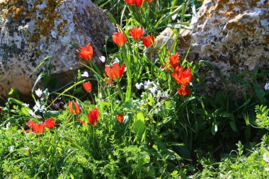 Şubat ayında çiçek İsrail 