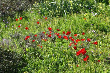 Şubat ayında çiçek İsrail 