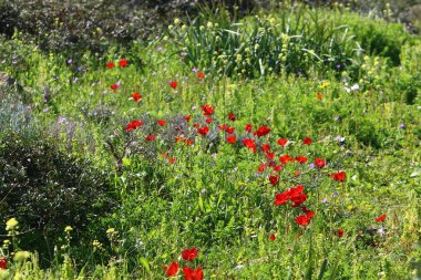 Şubat ayında çiçek İsrail 