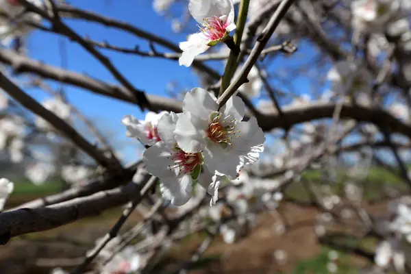 Bloemen Februari Israël — Stockfoto