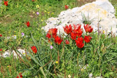 Şubat ayında çiçek İsrail 