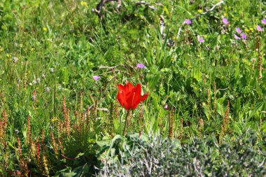 Şubat ayında çiçek İsrail 