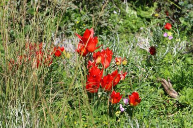 Şubat ayında çiçek İsrail 