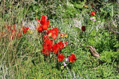 Şubat ayında çiçek İsrail 