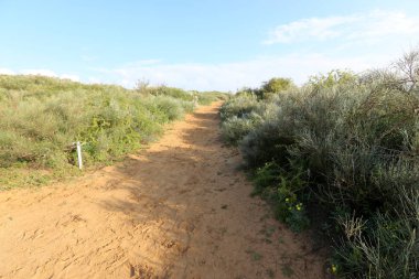 dağ yolunda İsrail devletinin kuzey ormanında