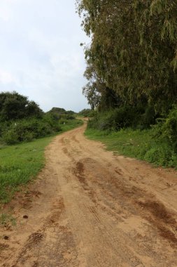 dağ yolunda İsrail devletinin kuzey ormanında