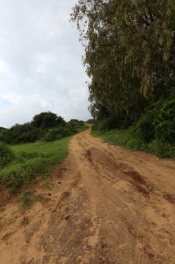 dağ yolunda İsrail devletinin kuzey ormanında