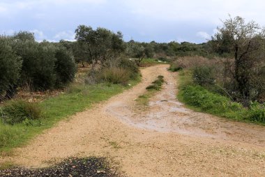 dağ yolunda İsrail devletinin kuzey ormanında