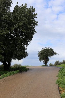 dağ yolunda İsrail devletinin kuzey ormanında