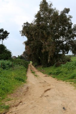 dağ yolunda İsrail devletinin kuzey ormanında