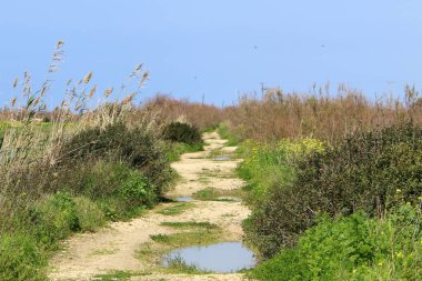 dağ yolunda İsrail devletinin kuzey ormanında