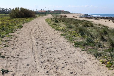 dağ yolunda İsrail devletinin kuzey ormanında