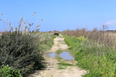 dağ yolunda İsrail devletinin kuzey ormanında