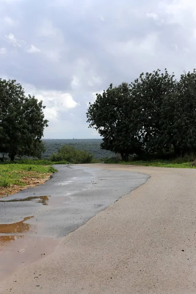 Camino Montaña Bosque Norte Del Estado Israel — Foto de Stock