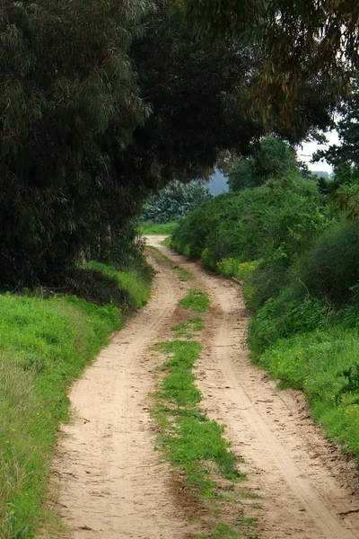 Strada Montagna Nella Foresta Nel Nord Dello Stato Israele — Foto Stock