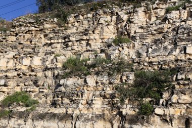 taş ve kayalar üzerinde zor koşullarda yeşil bitkiler ve çiçekler büyüdü 