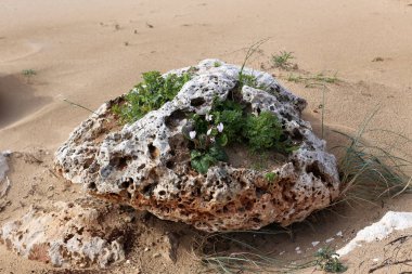 taş ve kayalar üzerinde zor koşullarda yeşil bitkiler ve çiçekler büyüdü 