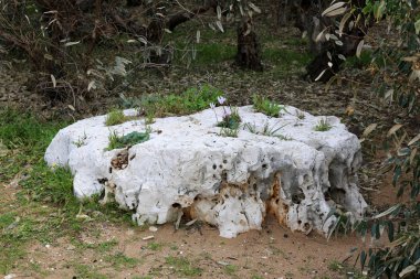 taş ve kayalar üzerinde zor koşullarda yeşil bitkiler ve çiçekler büyüdü 