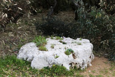 taş ve kayalar üzerinde zor koşullarda yeşil bitkiler ve çiçekler büyüdü 