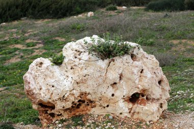 taş ve kayalar üzerinde zor koşullarda yeşil bitkiler ve çiçekler büyüdü 