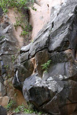 taş ve kayalar üzerinde zor koşullarda yeşil bitkiler ve çiçekler büyüdü 