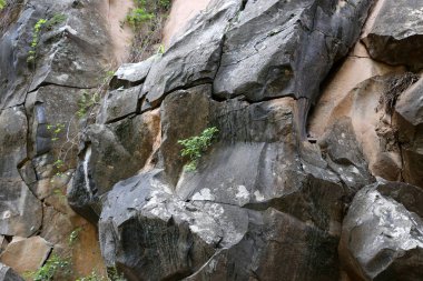 taş ve kayalar üzerinde zor koşullarda yeşil bitkiler ve çiçekler büyüdü 