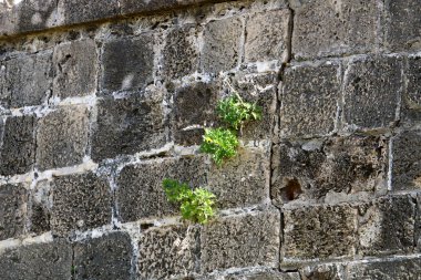 taş ve kayalar üzerinde zor koşullarda yeşil bitkiler ve çiçekler büyüdü 