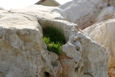 taş ve kayalar üzerinde zor koşullarda yeşil bitkiler ve çiçekler büyüdü 