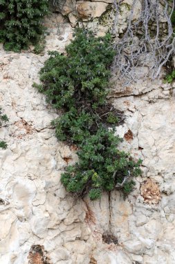 taş ve kayalar üzerinde zor koşullarda yeşil bitkiler ve çiçekler büyüdü 