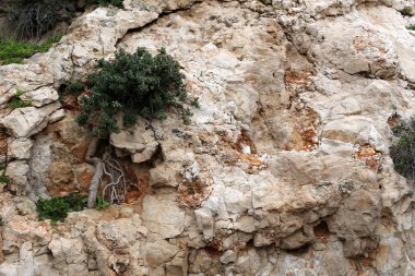 taş ve kayalar üzerinde zor koşullarda yeşil bitkiler ve çiçekler büyüdü 