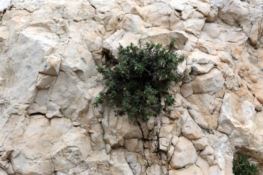 taş ve kayalar üzerinde zor koşullarda yeşil bitkiler ve çiçekler büyüdü 