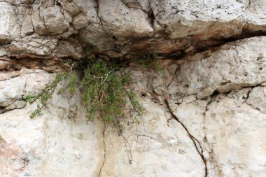 taş ve kayalar üzerinde zor koşullarda yeşil bitkiler ve çiçekler büyüdü 